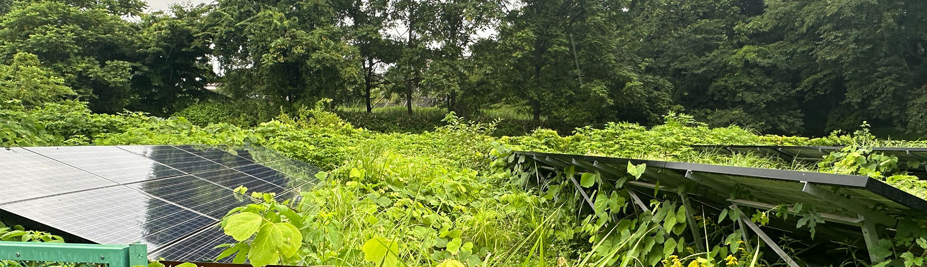 草が繁茂した発電所（管理前）